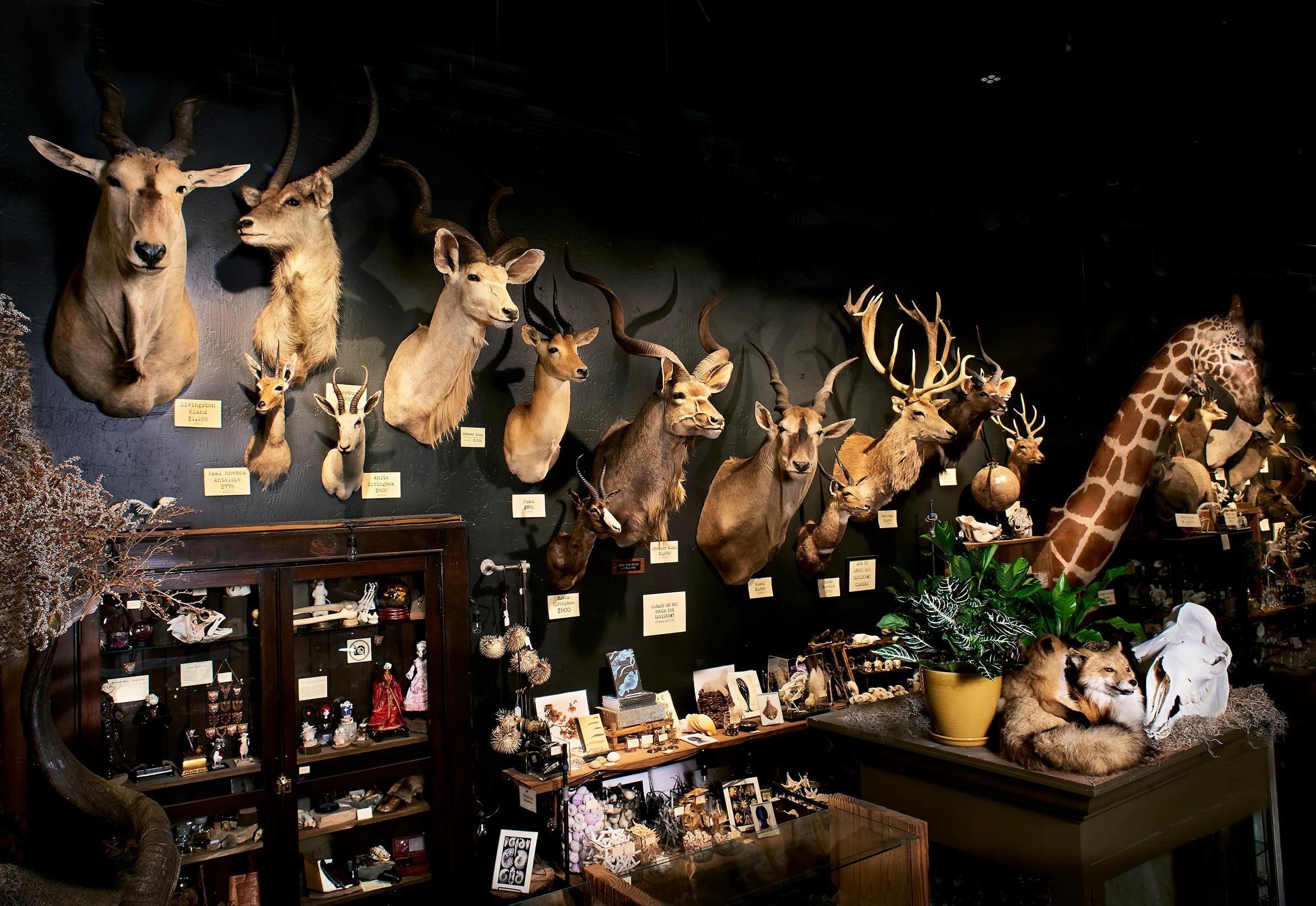 Curiosities Inspired by the Natural World